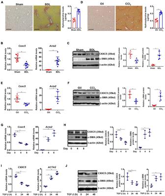 Down-Regulation of CXXC5 De-Represses MYCL1 to Promote Hepatic Stellate Cell Activation